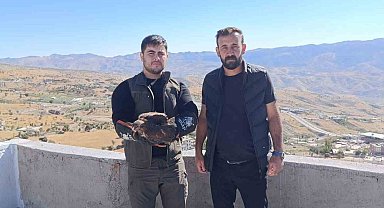 Şırnak'ta yaralı şahin tedavi altına alındı