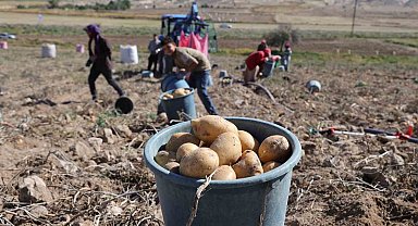 Sofraların vazgeçilmezi patates tarlada 2, pazarda 10 lira