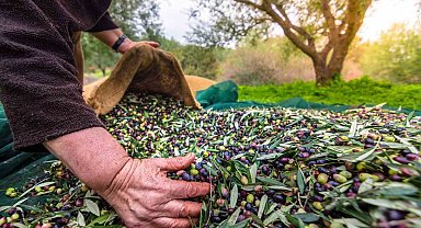 Sofralık zeytin ihracatında tarihi rekor