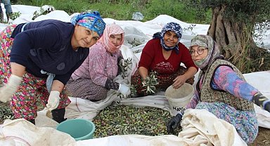 Sofralık zeytin üretiminin yüzde 10'unu Aydın karşılıyor