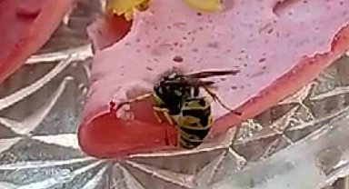 Sofraya konan davetsiz misafir ağırlığınca salam alıp uçtu