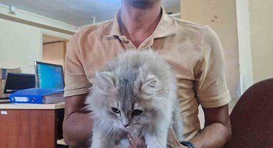 Söke İlçe Tarım ve Orman Müdürlüğü'nden sahipli hayvanlar için çip ve aşılama çağrısı