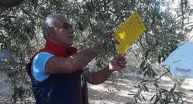 Söke'de zeytin sineği tuzağı kontrolleri sürüyor