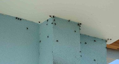 Soydan: "Kışlak mücadelesinde kokarcalar avlanmak için avucumuza gelecek"