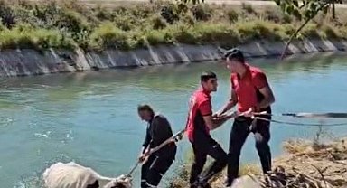 Sulama kanalına düşen ineği itfaiye kurtardı