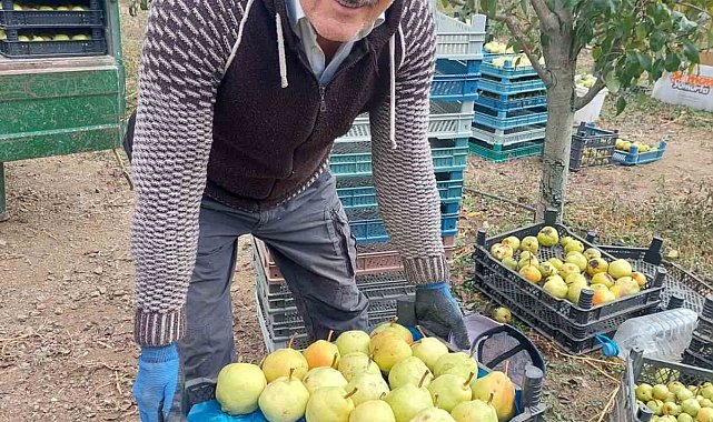 Sungurlu'da deveci armudu hasadı başladı