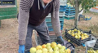 Sungurlu'da deveci armudu hasadı başladı