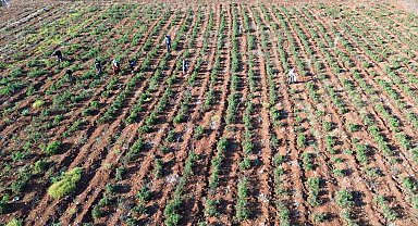 Susuz yetişen domateste mevsim normallerinin üstündeki sıcaklarda hasat sürüyor