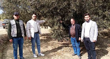 Susuzluk zeytin ağaçlarını da etkiledi