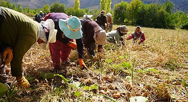 Tarımsal üretimin gerçek kahramanları kadınlardır