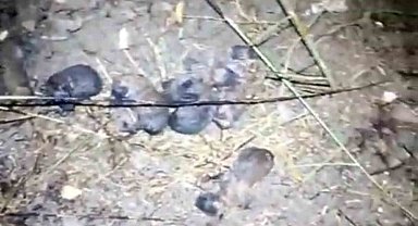 Tarsus'ta yavru köpekler alevlerden kurtarıldı