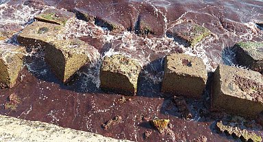 Tekirdağ'da kızıl alarm: Yosunlar sahili sardı