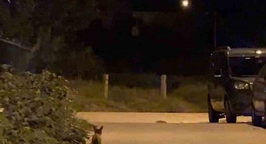 Tekirdağ'da şehir merkezinde dolaşan tilki şaşırttı