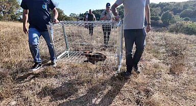 Tekirdağ'da yaralı tilki tedavi edilip doğaya bırakıldı