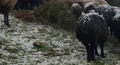 Tokat'ta dolu yağışı yaylayı beyaza bürüdü