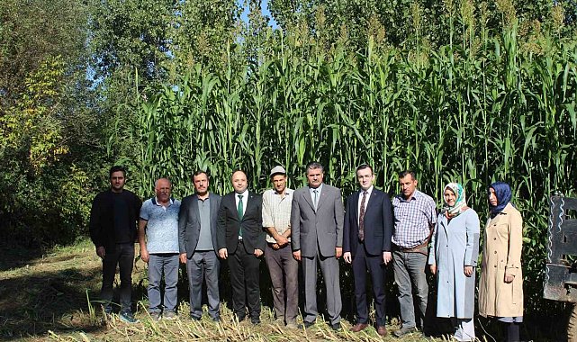 Tokat'ta ilk kez ekilen sorgum sudan otu melezi ekonomiye katkı sağlayacak