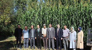 Tokat'ta ilk kez ekilen sorgum sudan otu melezi ekonomiye katkı sağlayacak