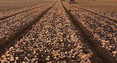 Tomarza'da patates hasadı tüm hızıyla devam ediyor