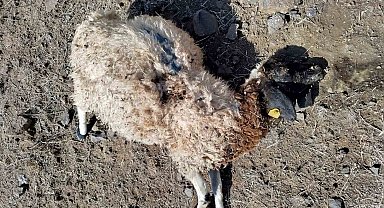 Tunceli'de kurtlar sürüye saldırdı