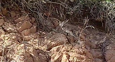 Tunceli'de nesli tükenme tehlikesi altında bulunan vaşak görüntülendi