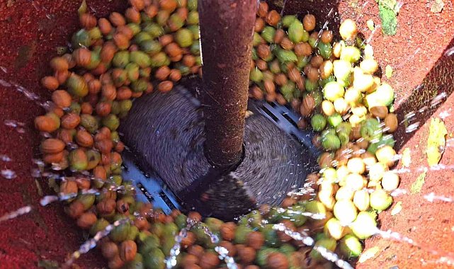 Tunceli'de zorlu ceviz hasadı başladı