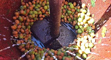 Tunceli'de zorlu ceviz hasadı başladı