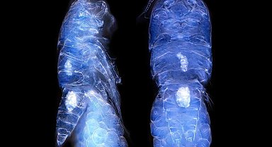 Türk bilim insanları Antarktika'da canlı türü keşfetti