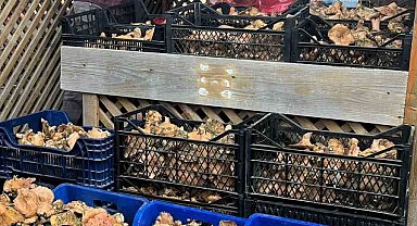 Türkeli'de mantar bolluğu