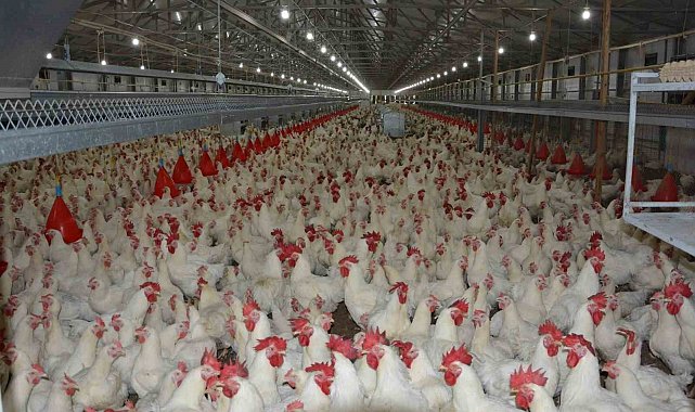 Türkiye'de kişi başına yılda 150 yumurta düşüyor