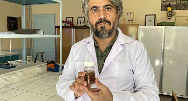 Türkiye'de yeni bir akrep türü keşfedildi