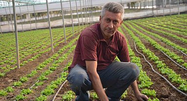 Türkiye'nin marul ihtiyacının 5'te 1'i 'Marmara'nın küçük Antalya'sından karşılanıyor