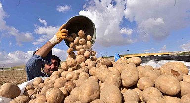 Türkiye'nin patates ambarlarından Ahlat'ta hasat başladı