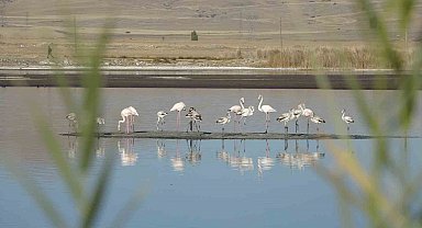 Ulaş Gölü'nde flamingo sürprizi, kuraklıkla boğuşan göl renklendi