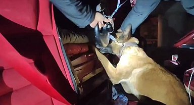 Uyuşturucu Mia'nın burnundan kaçamadı