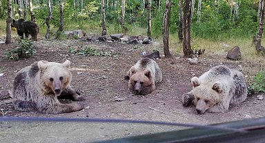 Uzmanlardan uyarı: Nemrut Krater Gölü'nde ayıları beslemek hayati tehlike oluşturuyor