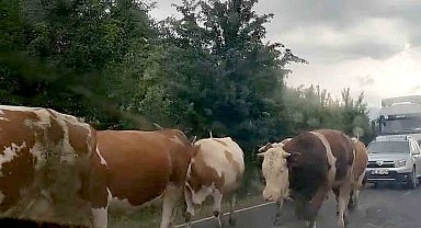 Valilikten karayollarına çıkan büyükbaş hayvan sahiplerine uyarı