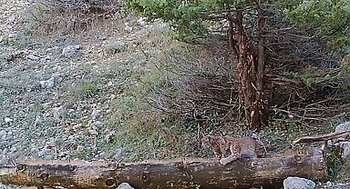 Vaşak yavruları fotokapana takıldı