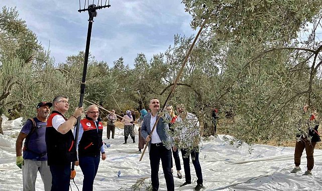 Vatandaş ile birlikte zeytin hasadı yaptılar