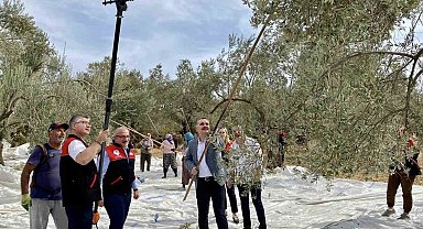 Vatandaş ile birlikte zeytin hasadı yaptılar