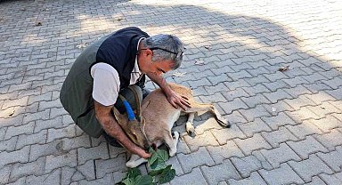 Yaralı bulunan dağ keçisi tedaviye gönderildi
