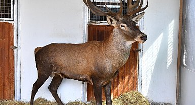 Yaralı geyik İzmir Doğal Yaşam Parkı'nda tedavi ediliyor