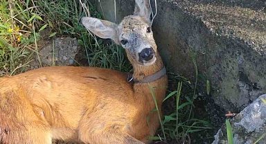 Yaralı karaca tedavi altına alındı