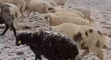 Yaylada otlayan koyunlar kar altında kaldı