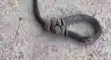 Yılan, başka bir yılanı yerken görüntülendi