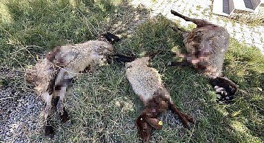 Yüksekova'da başıboş köpekler koyunlara saldırdı