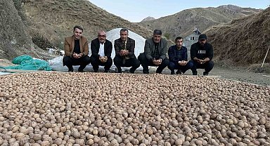 Yüksekova'da ceviz hasadı başladı