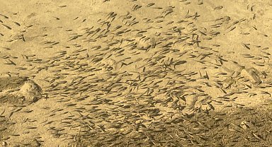 Yüksekova'da dere ıslah çalışmalarından sonra balık sayısında artış