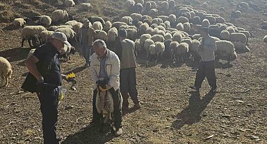 Yüksekova'da küçükbaş hayvanlara aşılama ve küpeleme çalışması