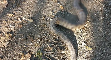 Zeytin toplarken engerek yılanı soktu