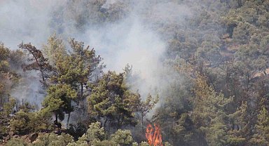 Zeytinlik yangınının şüphelisi yakalandı